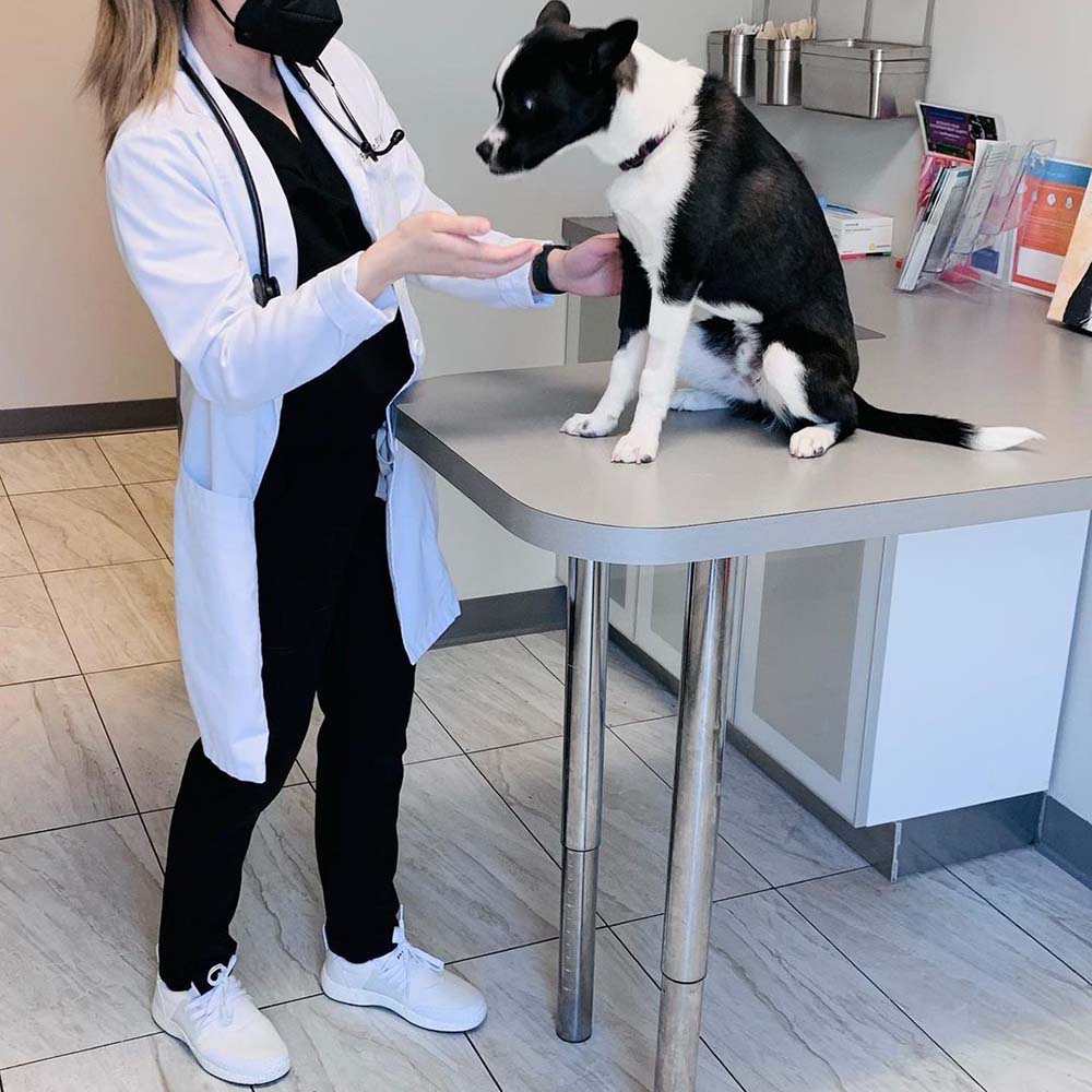 A veterinarian wearing a mask examines a black and white dog sitting on an exam table in a clinic room, ensuring the pet’s well-being during the visit.
